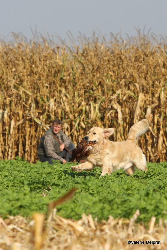 Field Erstein 09 (143).JPG